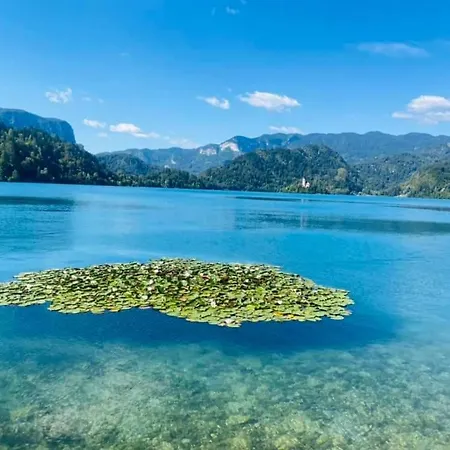 Camp Starshine Near Bled * Begunje na Gorenjskem